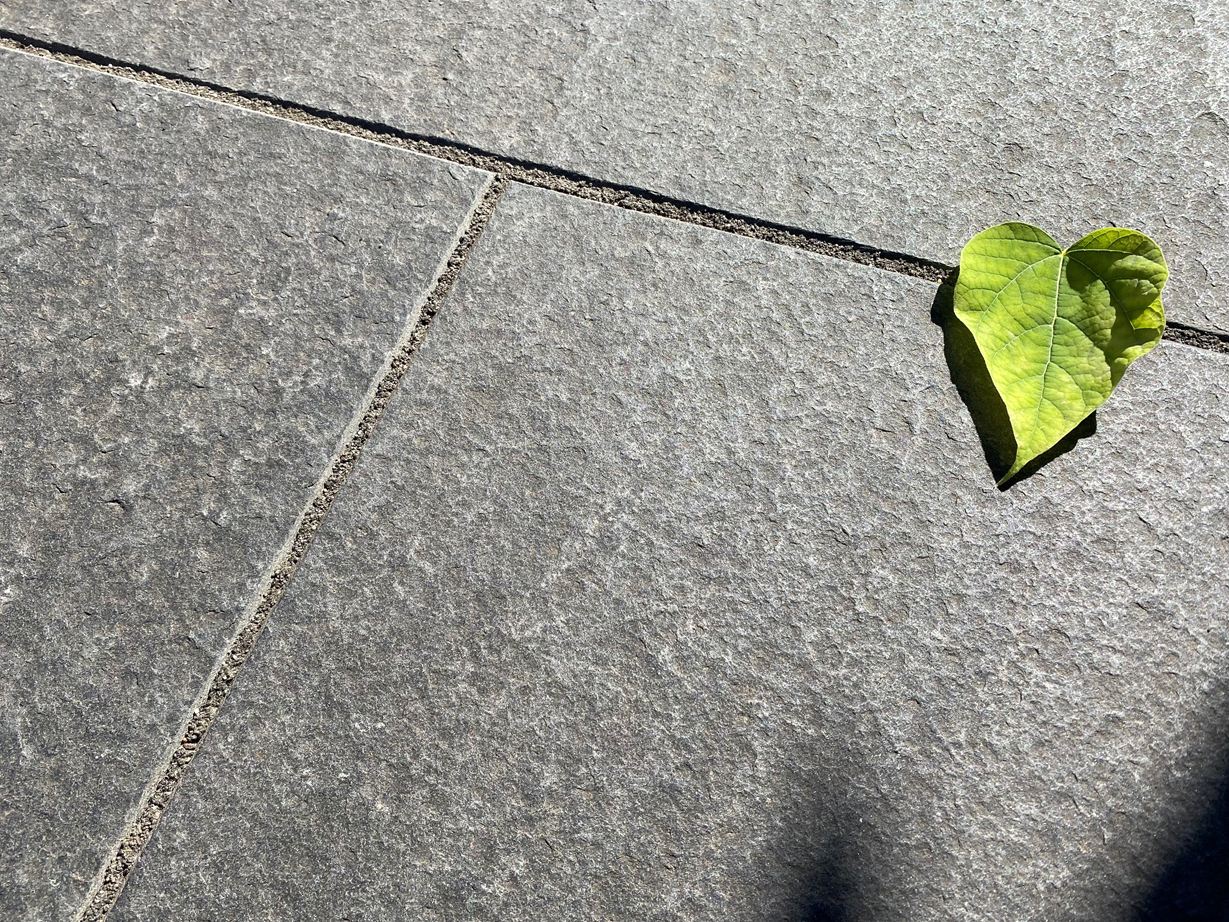 La pierre naturelle Basalt Takeda dans les tons anthracite est tout simplement élégante Les dalles en basalte Takeda vues de haut avec feuille