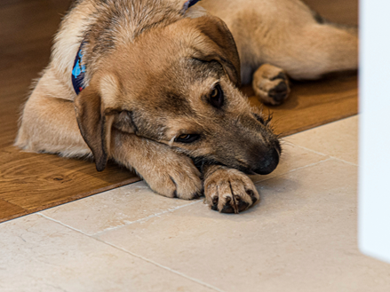 Échelle en bois, panier avec fleurs rouges et carrelage en pierre calcaire beige clair comme revêtement de sol