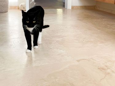 Carrelage en travertin - Classic Light - Chat - Salle de bains