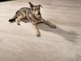 Hund liegt auf Holzoptikfliesen Urban White