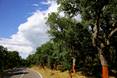 Route avec de grands arbres au bord et ciel bleu
