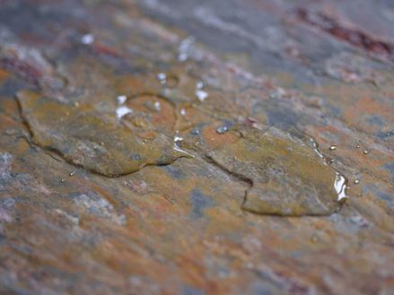 gros plan sur le sol en Peacock avec une tache d´eau au milieu