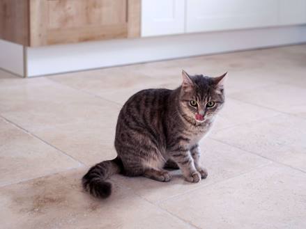 Chat assis sur un sol en travertin Light