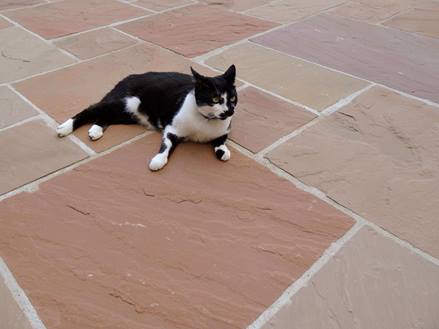 Dalles de grès Modak, terrasse avec chat